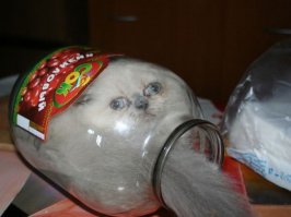 а что у него с глазами? они в разные стороны? а почему? это глаза из-за банки или он в банке из-за глаз? что быстрее произошло?