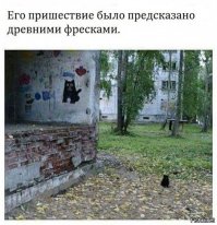 Лежал грязный на асфальте: женщина выходила котенка, который не мог ходить