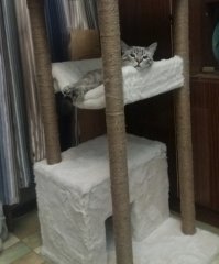 Не знаю. На сколько я люблю кошек, вот на столько у меня отвращение к сфинксам (хозяева сфинксов могут закидать меня камнями). Гладить такое существо неприятно, потеют и воняют, ну и эстетического наслаждения, глядя на эту жуть, тоже никакого.
У меня вот такие коты. Сиамскому сейчас 16 лет. Живет у сестрёнки, а вот помесь нынешнюю кличут Персиком.