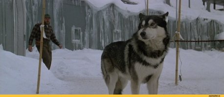 В "Нечто" тоже сначала песик милый такой...