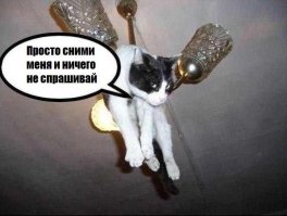 Любопытство до добра не доведет: коты, попавшие в ловушку