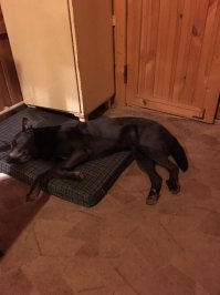 35 кг чистого позитива и абсолютной преданности )
Поселили в деревне с бабушкой ))