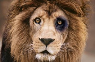 Расплата за любопытство: 30 котов, ужаленных пчелами и осами