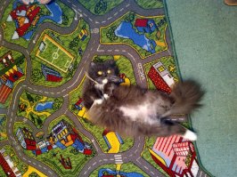 Тоже маленька гадина, с улицы.