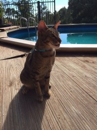 Расплата за любопытство: 30 котов, ужаленных пчелами и осами