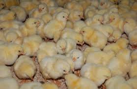 На следующее утро...