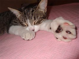 Расплата за любопытство: 30 котов, ужаленных пчелами и осами