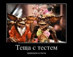 Австралийцам на зависть: 12 ядовитых существ, обитающих в России