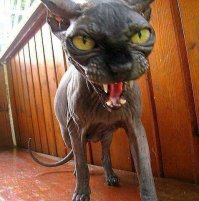 Посвящается всем, кто взял или хочет взять отказных животных