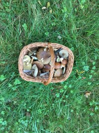 Ну вот смотрите сегодня вышел в 5 утра не спалось что то , так слегка срубил чисто на подливу . Леса все еще сухие (