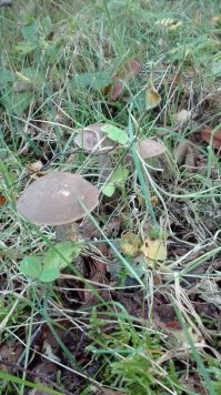 Ну вот смотрите сегодня вышел в 5 утра не спалось что то , так слегка срубил чисто на подливу . Леса все еще сухие (