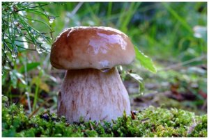 Из всего что было представлено вот единственный которого все любят и ждут .