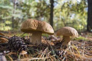 Грибы - это двойное наслаждение: и погуляли, и наелись!