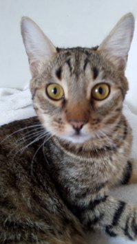 моего 2 дня назад оса укусила, но не сильно, до вечера рассосалось.
левый ус :)