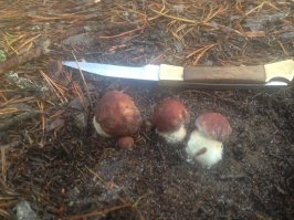 Грибы - это двойное наслаждение: и погуляли, и наелись!