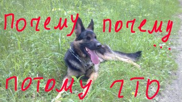 Почему вам стоит завести немецкую овчарку?