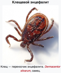Клещевой энцефалит

Стойкие неврологические и психиатрические осложнения развиваются у 10 20 % инфицированных лиц. Летальность инфекции составляет 1 2 % для европейского подтипа и 20 25 % для дальневосточного; как правило, смерть наступает в течение 5 7 дней после возникновения неврологических симптомов.