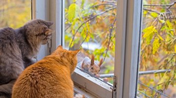 Вот эта понравилась: