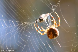 Тёща не ищет простых путей!
1. Ага, тёща привезла тараканов, воздух очищен!
2. Чтобы извести тараканов привезёт пауков!
3. Дабы избавится от пауков припрёт змею!
4. Позже нарисуется мангуст.
Что будет дальше страшно подумать!