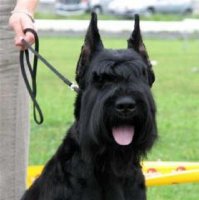 Я бы любил немецких овчарок, кабы не было ризеншнауцеров.