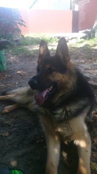 мой пёс в этом году возмужал