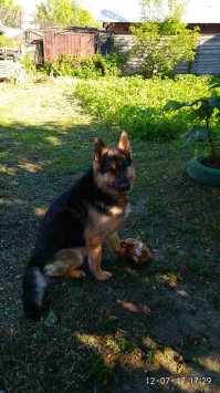 мой пёс в этом году возмужал