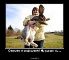 Австралийцам на зависть: 12 ядовитых существ, обитающих в России