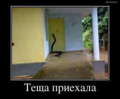 Австралийцам на зависть: 12 ядовитых существ, обитающих в России