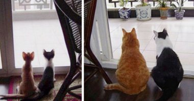 Оладушки у бабушки