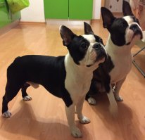 Я спокоен: мои собаки-убийцы совершенно не гавкают. Серьезно подумываю о покупке устройства, которое реагирует на шум за дверью включением звука лая собак. (Просьба моих кобелей не называть "бульдожками" и "французами". Обижаются...)