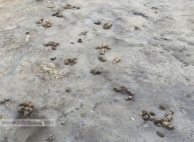 не забудьте