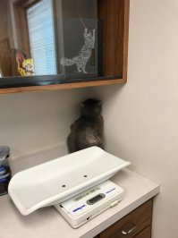 Бедный, как же боится ветеринара и хочется еще с кошечками погулять!