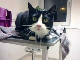 Закуска по-русски!