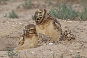 Интересные видео, спасибо автор! ))