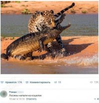 Схватка между ягуаром и кайманом в Бразилии