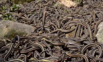 Мадам знает толк