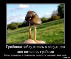 Грибы больше не собираю