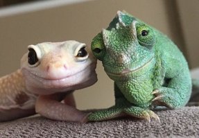 17 фото животных, сделанных в самый нужный момент