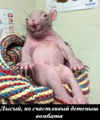 17 фото животных, сделанных в самый нужный момент