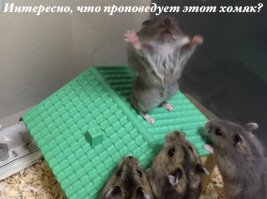 17 фото животных, сделанных в самый нужный момент