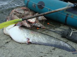 Свёкр большой любитель порыбачить) Судаков почти всегда соседям раздает.