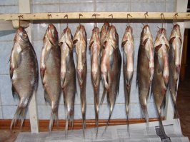 Свёкр большой любитель порыбачить) Судаков почти всегда соседям раздает.