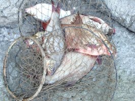 Свёкр большой любитель порыбачить) Судаков почти всегда соседям раздает.