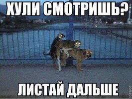 17 фото животных, сделанных в самый нужный момент