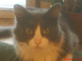 Вот этот кошачий сын подобрал нас на даче - решил, что мы без него пропадём. Всё лето кормил нас птичками, мышками и крысками, а заодно и нашего собакена вырастил.