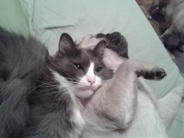 Вот этот кошачий сын подобрал нас на даче - решил, что мы без него пропадём. Всё лето кормил нас птичками, мышками и крысками, а заодно и нашего собакена вырастил.