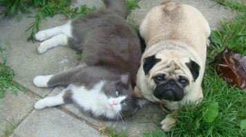 Вот этот кошачий сын подобрал нас на даче - решил, что мы без него пропадём. Всё лето кормил нас птичками, мышками и крысками, а заодно и нашего собакена вырастил.