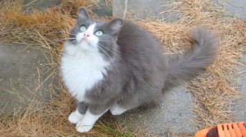 Вот этот кошачий сын подобрал нас на даче - решил, что мы без него пропадём. Всё лето кормил нас птичками, мышками и крысками, а заодно и нашего собакена вырастил.