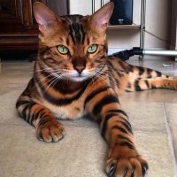 Как человек совершенно случайно спас одинокого белого кота