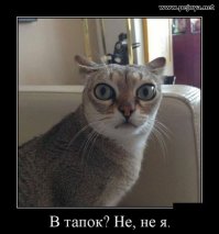 Забавные фото котеек со смешными комментариями